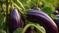 ripe eggplant garden outdoors agriculture plantation cultivation harvest