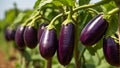 ripe eggplant garden outdoors agriculture plantation cultivation