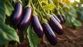 ripe eggplant garden outdoors agriculture plantation vegetableharvest natural