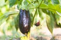 Ripe eggplant ripens in the garden on the bush Royalty Free Stock Photo