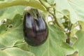 Ripe Eggplant In Summer Vegetable Garden Royalty Free Stock Photo