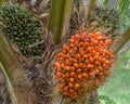 Ripe oil palm, elaeis guineensis on its tree, waiting to be harvested, oil palm