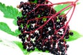 Ripe elderberries Royalty Free Stock Photo