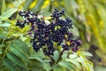 Ripe elderberries on the bush with a blurred background Royalty Free Stock Photo