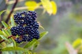 Ripe elderberries on the bush with a blurred background