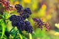 Ripe elderberries on the bush with a blurred background in sunny weather