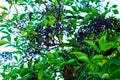 Ripe elderberries on an elderberry tree branch