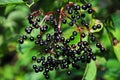 Ripe elderberries on tree.