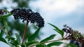 Ripe elderberry on a background of the sky, black forest berry on a tree branch Royalty Free Stock Photo