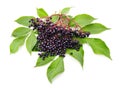 Ripe elderberry berries