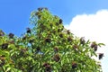Ripe elderberry on branch