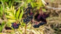 Ripe elderberry bush,elderberry picking season,black berry plantation. Royalty Free Stock Photo