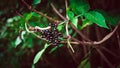 Ripe elderberry on a tree branch. Blackberry. Wild berry Royalty Free Stock Photo