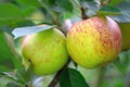 Ripe English apples, growing on a tree