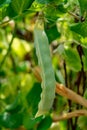 Ripe english garden peas plant, green pea pod, close up Royalty Free Stock Photo