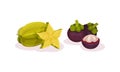 Ripe Exotic Fruits with Carambola and Mangosteen Vector Set