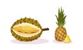 Ripe Exotic Fruits with Durian and Pineapple Vector Set