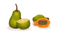 Ripe Exotic Fruits with Papaya and Jackfruit Vector Set