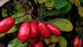 Ripe fall fruits of barberry on branches. Autumn barberry branches with red, ripe berries and fading leaves Royalty Free Stock Photo