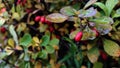 Ripe fall fruits of barberry on branches. Autumn barberry branches with red, ripe berries and fading leaves Royalty Free Stock Photo