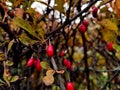 Ripe fall fruits of barberry on branches. Autumn barberry branches with red, ripe berries and fading leaves Royalty Free Stock Photo