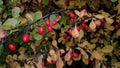 Ripe fall fruits of barberry on branches. Autumn barberry branches with red, ripe berries and fading leaves Royalty Free Stock Photo