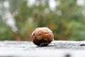 A ripe fallen walnut in rainy weather