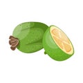Ripe feijoa. Tropical fruit. Vegetarian nutrition. Organic food. Detailed vector illustration.