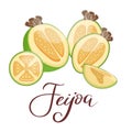 Ripe feijoa. Tropical fruit. Vegetarian nutrition. Organic food. Detailed vector illustration.