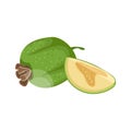 Ripe feijoa. Tropical fruit. Vegetarian nutrition. Organic food. Detailed vector illustration.