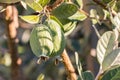 Ripe feijoas on feijoa tree with blurred background and copy space Royalty Free Stock Photo