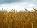 Ripe field of malting barley used in craft beer production. Royalty Free Stock Photo
