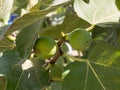 Growing fig fruits on branches of a fig tree. Horizontal. Close-up.