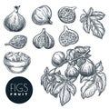 Ripe figs on branch, in dried figs in bowl sketch vector hand drawn illustration. Sweet fruits harvest Royalty Free Stock Photo
