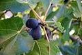 Ripe figs on a branch