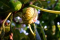 Ripe figs in the fig tree before being collected in summer Royalty Free Stock Photo