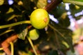 Ripe figs in the fig tree before being collected in summer Royalty Free Stock Photo