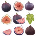 Ripe figs and fig tree leaves clipart, hand drawn isolated illustration Royalty Free Stock Photo