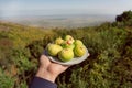 Ripe figs fruits in wide green landscape of Alazani Valley, Georgia