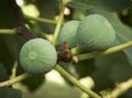 Ripe figs on a tree. Royalty Free Stock Photo