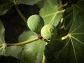 Ripe figs on a tree Royalty Free Stock Photo