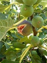 ripe figs on the tree Royalty Free Stock Photo