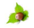 Ripe filbert and green leaves Royalty Free Stock Photo