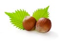 Ripe filbert and green leaves Royalty Free Stock Photo