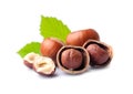 Ripe filbert nuts Royalty Free Stock Photo