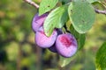Ripe fleshy plums Royalty Free Stock Photo