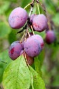 Ripe fleshy plums Royalty Free Stock Photo