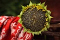 Ripe flower sunflower - summer in rural life Royalty Free Stock Photo