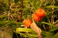 Ripe flowers with fesalis fruits on a flowerbed in the autumn garden. Royalty Free Stock Photo