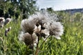 Ripe and fluffy Thistle seeds